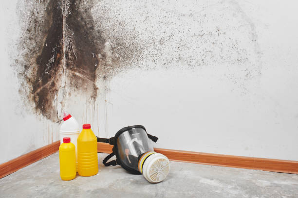 Office Mold Removal Services in Fort Washington, PA