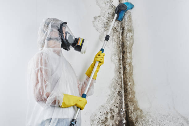 Best Affordable Mold Removal  in Fort Washington, PA