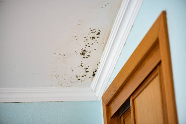 Crawl Space Mold Removal in Fort Washington, PA