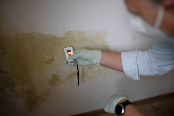 Best Mold Removal and Inspection  in Fort Washington, PA