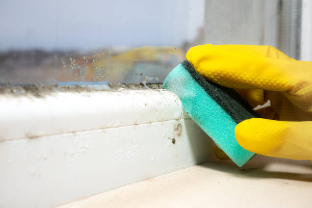 Best Mold Damage Repair  in Fort Washington, PA