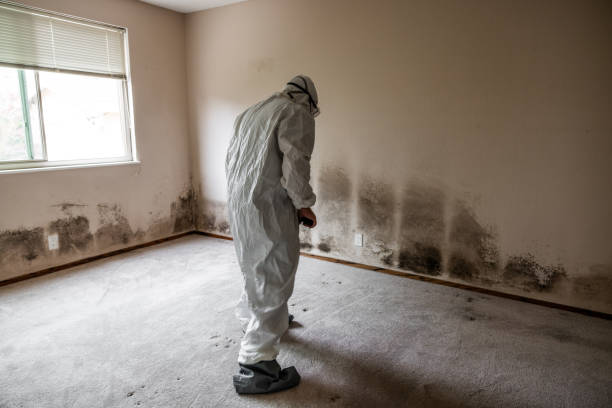 Best Attic Mold Removal  in Fort Washington, PA