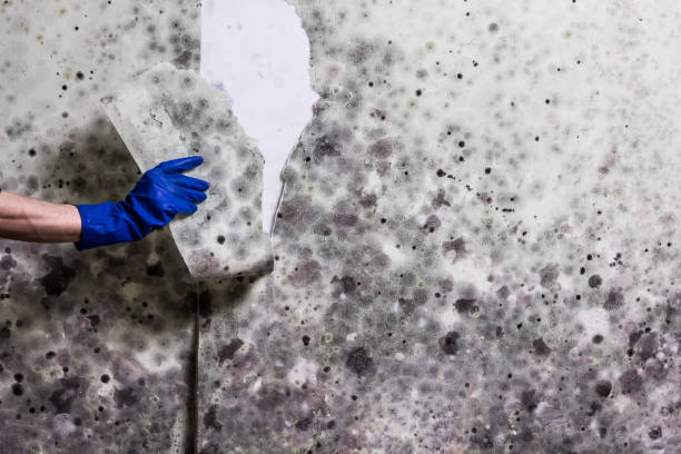 Best Crawl Space Mold Removal  in Fort Washington, PA