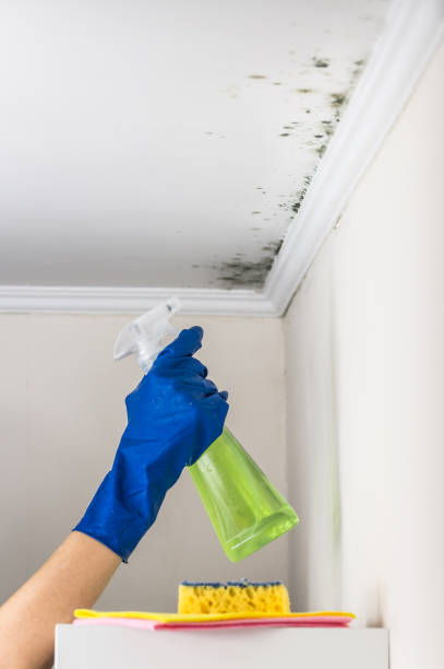 Professional Mold Removal in Fort Washington, PA